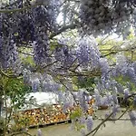 Quinta Do Areeiro * Horta (Azores)