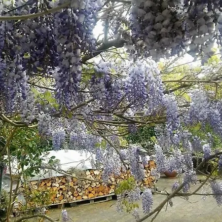 Quinta Do Areeiro * Horta (Azores)