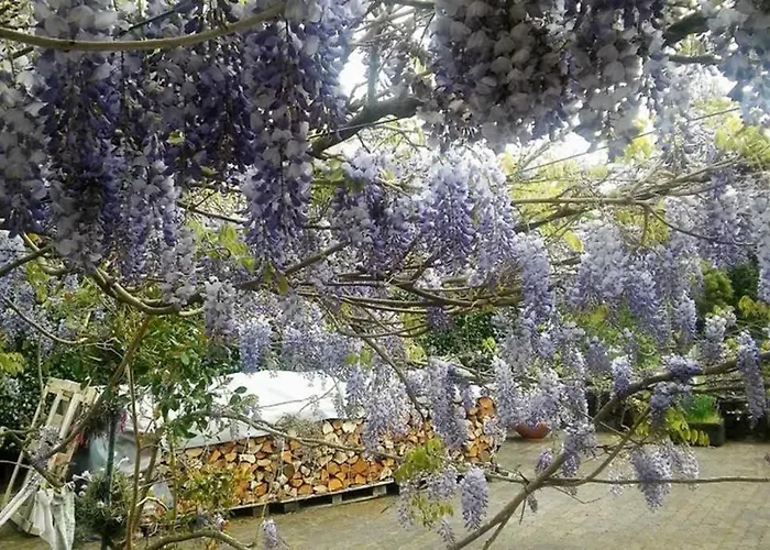 Quinta Do Areeiro * Horta (Azores)